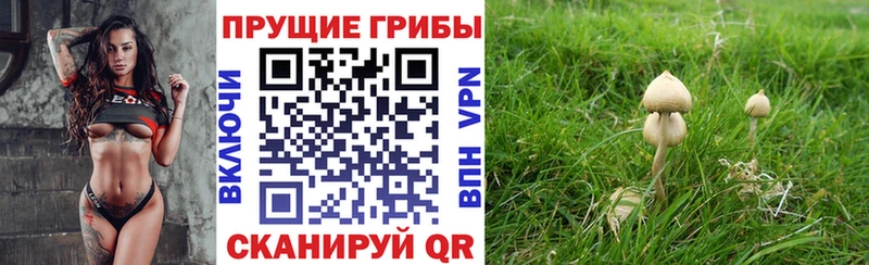 Купить где  Альметьевск  Псилоцибиновые грибы GOLDEN TEACHER 